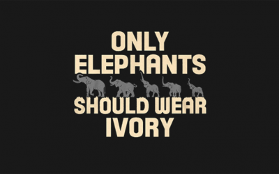 Did You Know? Only Elephants Should Wear Ivory